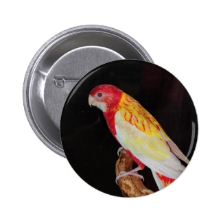 Eastern Rosella parrot