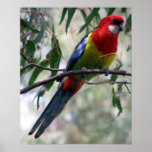 Eastern Rosella Print
