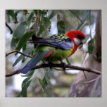 Eastern Rosella Posters