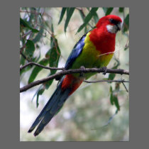 Eastern Rosella posters by beverlytazangel Eastern Rosella posters