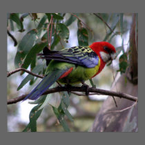 Eastern Rosella posters by beverlytazangel Eastern Rosella posters