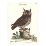 Eastern Screech Owl Catesby Seligman Reproduction Print