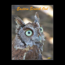 Eastern Screech Owl II postcards