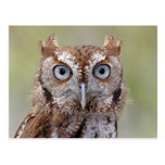 Eastern Screech Owl Photograph Postcard