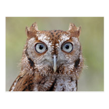 Eastern Screech Owl Photograph Postcard