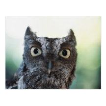 Eastern Screech Owl Portrait Showing Large Eyes Post Card