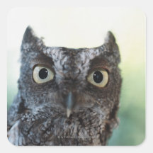 Eastern Screech Owl Portrait Showing Large Eyes Sticker