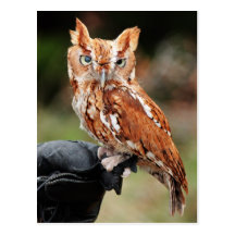 Eastern Screech Owl (Red-phase) Otus asio postcard
