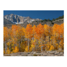 Eastern Sierra Fall Colors Post Card