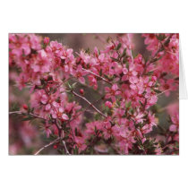 Eastern Sierra Nevada Mountain Wildflowers cards