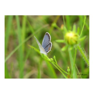 Eastern Tailed-Blue Butterfly print