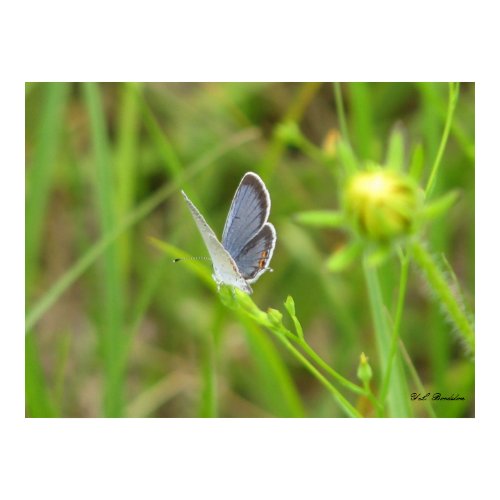 Eastern Tailed-Blue Butterfly print
