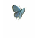 Eastern-Tailed Blue Butterfly t-shirts
