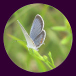 Eastern-tailed Blue stickers