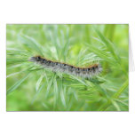 Eastern Tent Caterpillar Cards