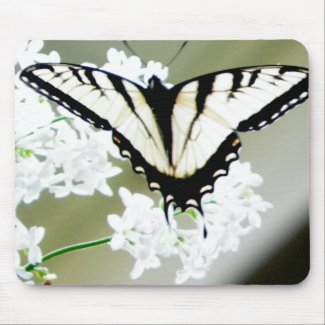 Eastern Tiger Swallowtail Butterfly Photo zazzle_mousepad
