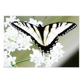 Eastern Tiger Swallowtail Butterfly Photo