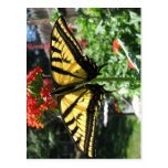 Eastern Tiger Swallowtail Butterfly Postcard