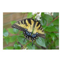 Eastern Tiger Swallowtail Butterfly posters by cherylasmith Eastern Tiger Swallowtail Butterfly posters