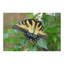 Eastern Tiger Swallowtail Butterfly posters