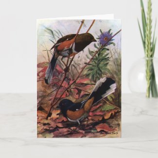 Eastern Towhees and Purple Aster Cards