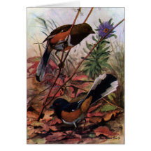 Eastern Towhees and Purple Aster Cards