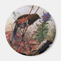 Eastern Towhees and Purple Aster Fridge Magnet