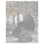 Eastern wild turkey, big gobbler strutting in snow letterhead template