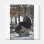 Eastern wild turkey, big gobbler strutting in snow fridge magnet
