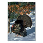 Eastern wild turkey, huge gobbler in full strut cards