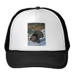 Eastern wild turkey, huge gobbler in full strut trucker hats