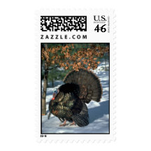 Eastern wild turkey, huge gobbler in full strut postage