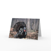 Eastern wild turkey strutting in woods greeting card