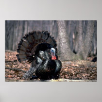 Eastern wild turkey strutting in woods print