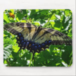 Eastern Yellow Swallowtail Butterfly mousepads