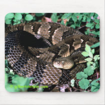 easterntimberrattler,  gilbertstetson.com mousepads