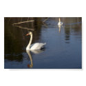Easthampton Swans posters