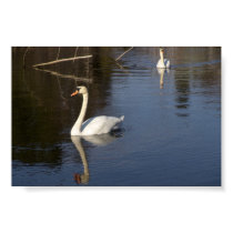 Easthampton Swans posters