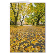 Eastmoreland In Autumn road and tree view Card