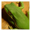 Easy Being Green posters