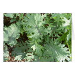 EAT MORE KALE! CARDS
