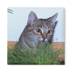 Eat Your Greens Magnet magnet