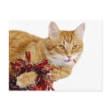 Eating Christmas decorations postcards by deemac1 Eating Christmas decorations postcards