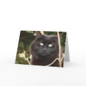 Ebony cards