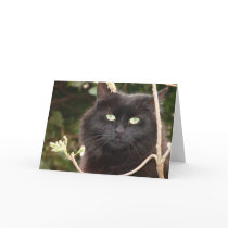 Ebony cards