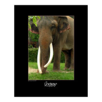 Ebony & Ivory posters