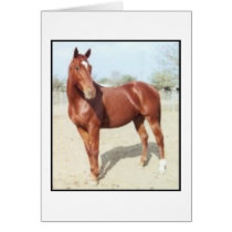 EC Dream cards by UnitedPegasus EC Dream cards