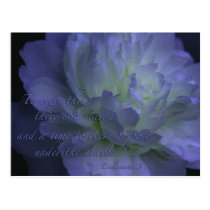 Ecclesiastes 3 with beautiful flower post cards