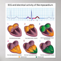 ECG heart electrical activity Poster