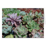 Echeveria Card
